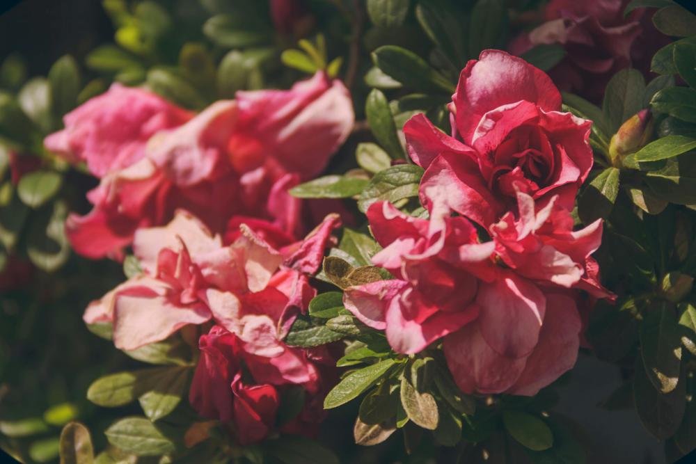 planting flowers